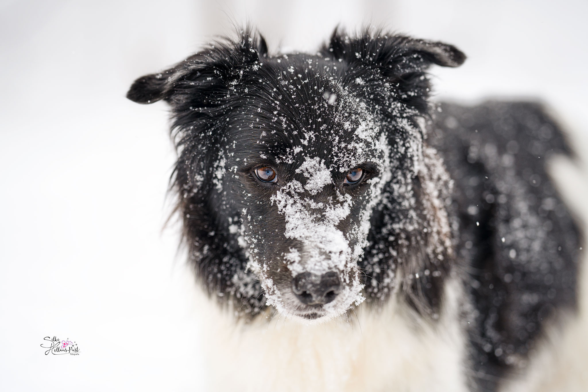 Bordercollie im Schnee