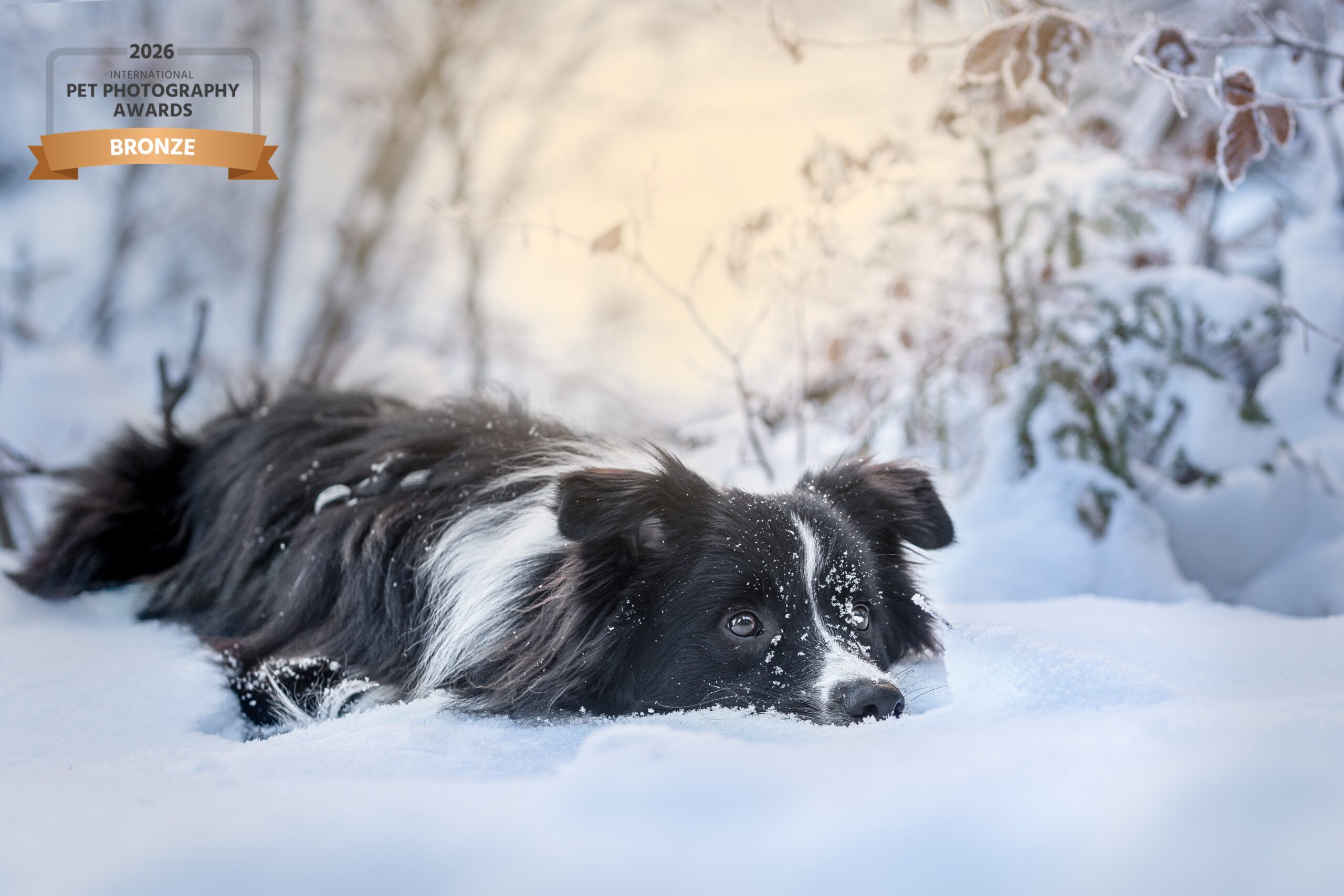 Bordercollie liegend IPPA-2026-F22JJQP8