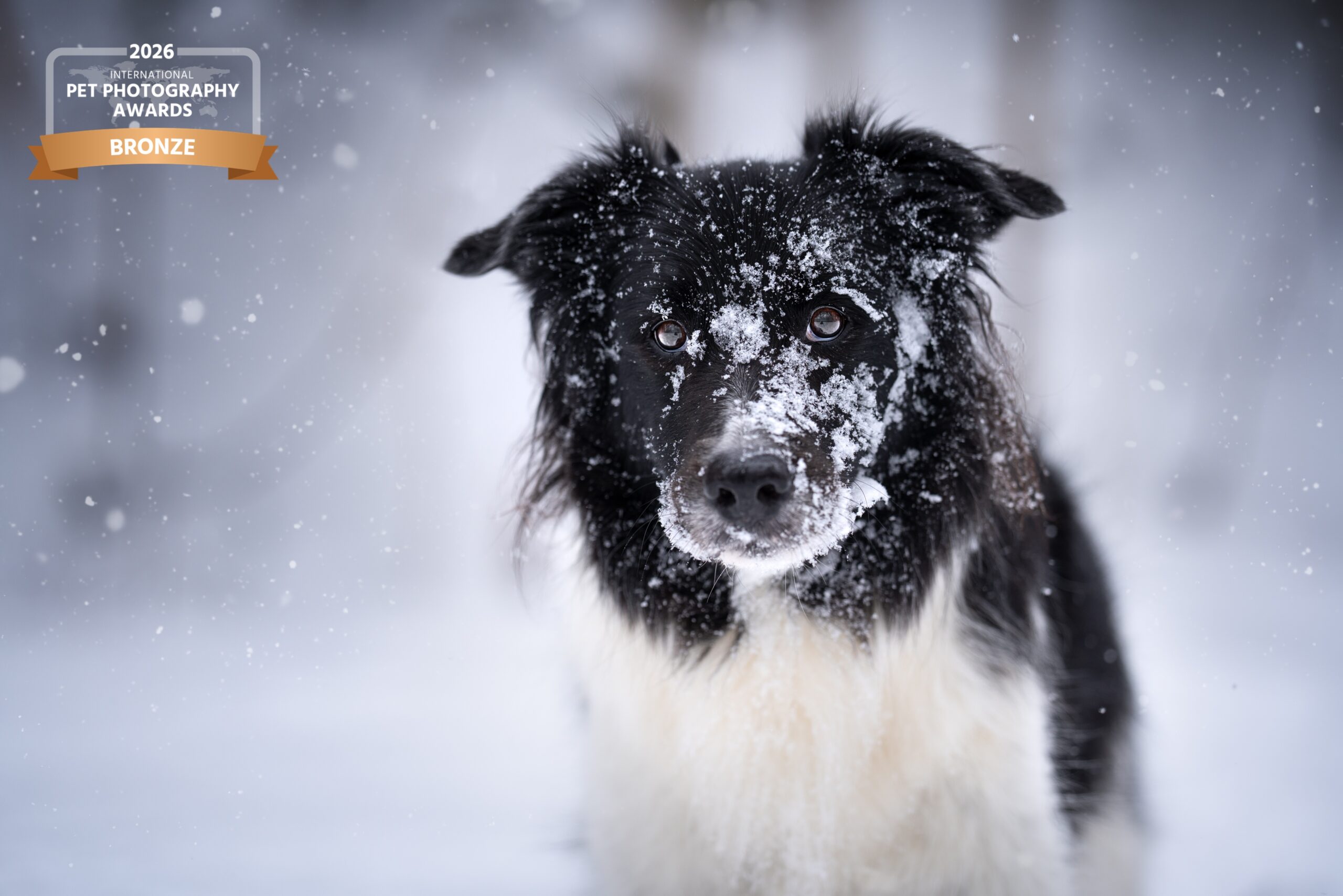 Bordercollie im Schnee IPPA-2026-H4WBK8TE
