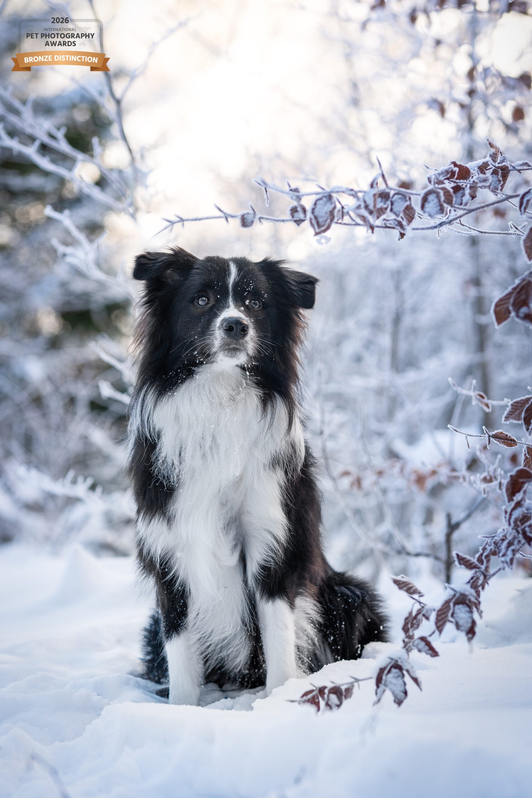 Bordercollie sitzend im SchneeIPPA-2026-LL5Q77G8